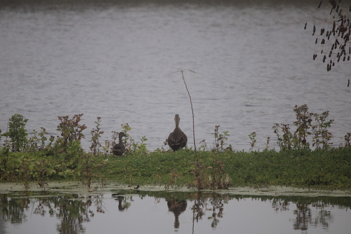 Mottled Duck - ML647876283