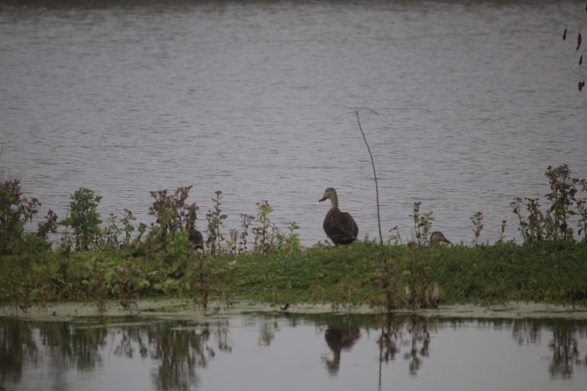 Mottled Duck - ML647876284