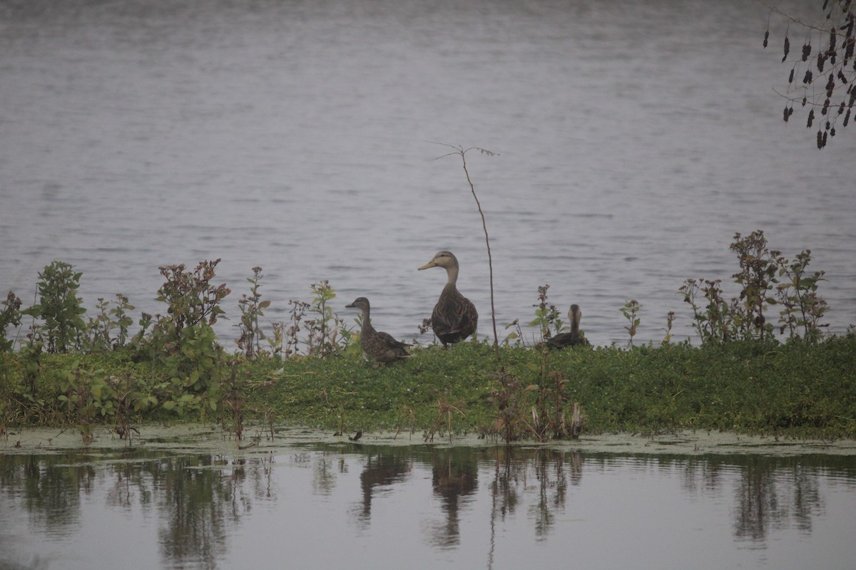 Mottled Duck - ML647876285