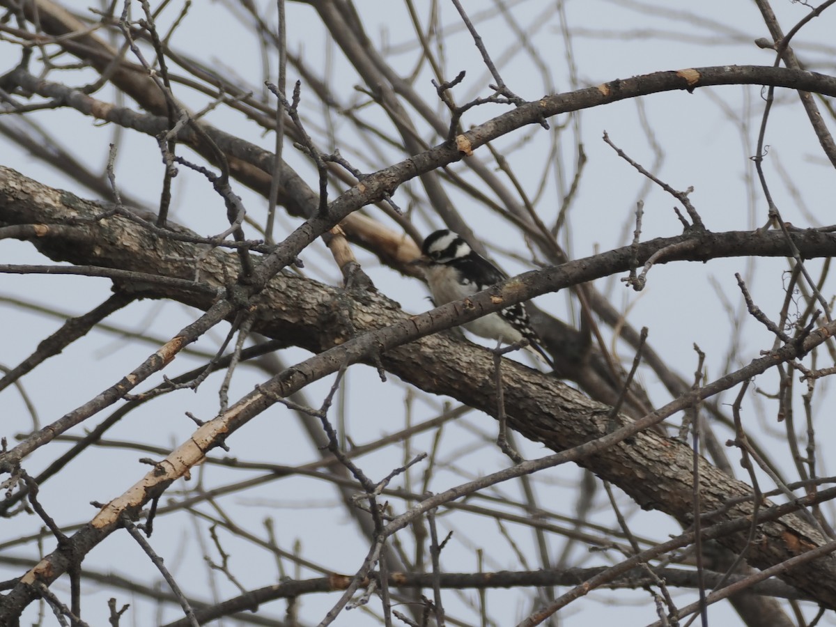Downy Woodpecker - ML647876291