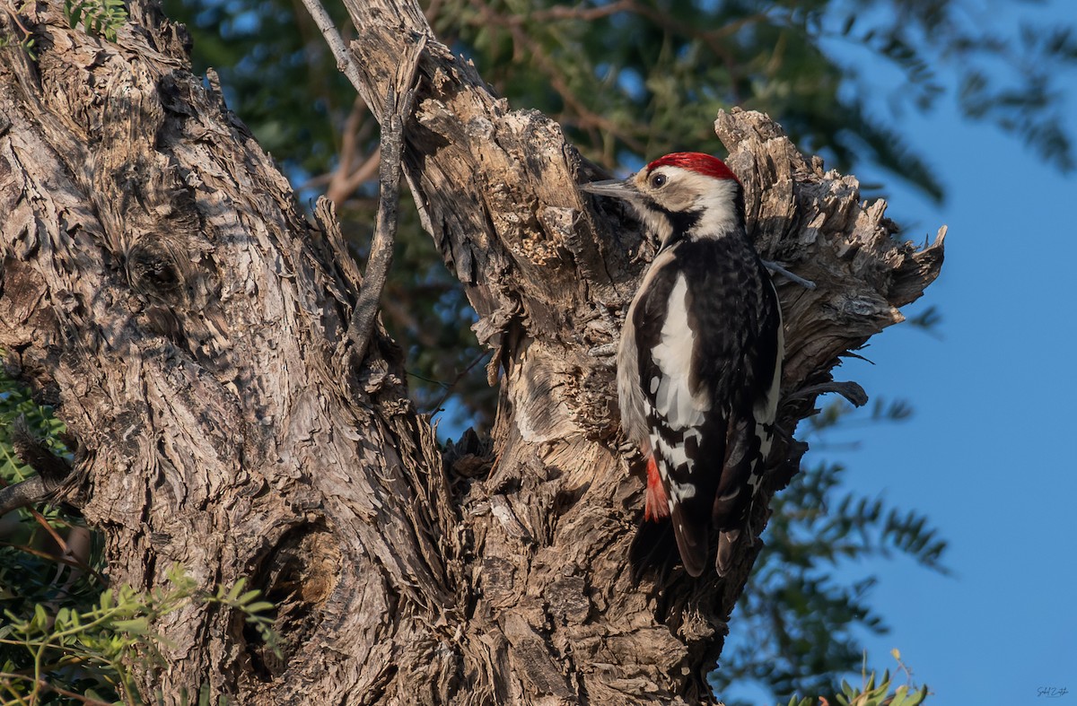 Sind Woodpecker - ML647876293