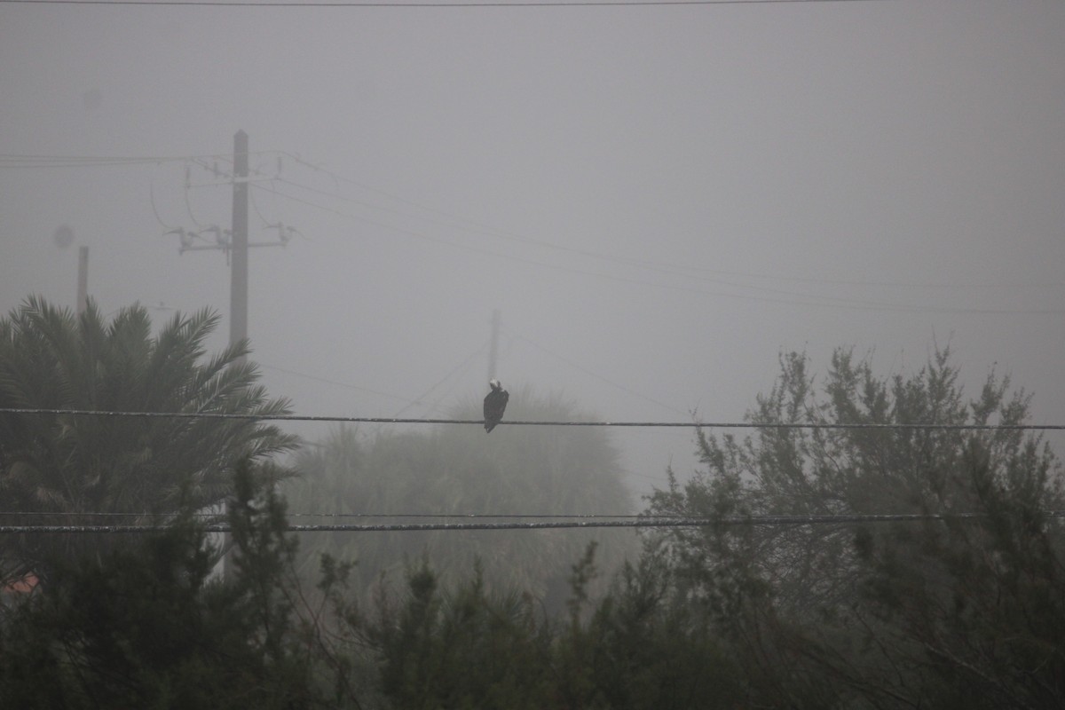 Osprey (American) - ML647876294