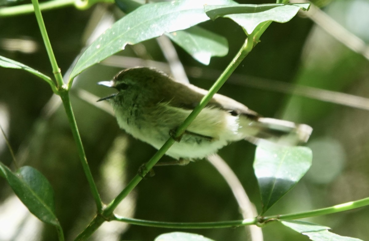 Brown Gerygone - ML647876295