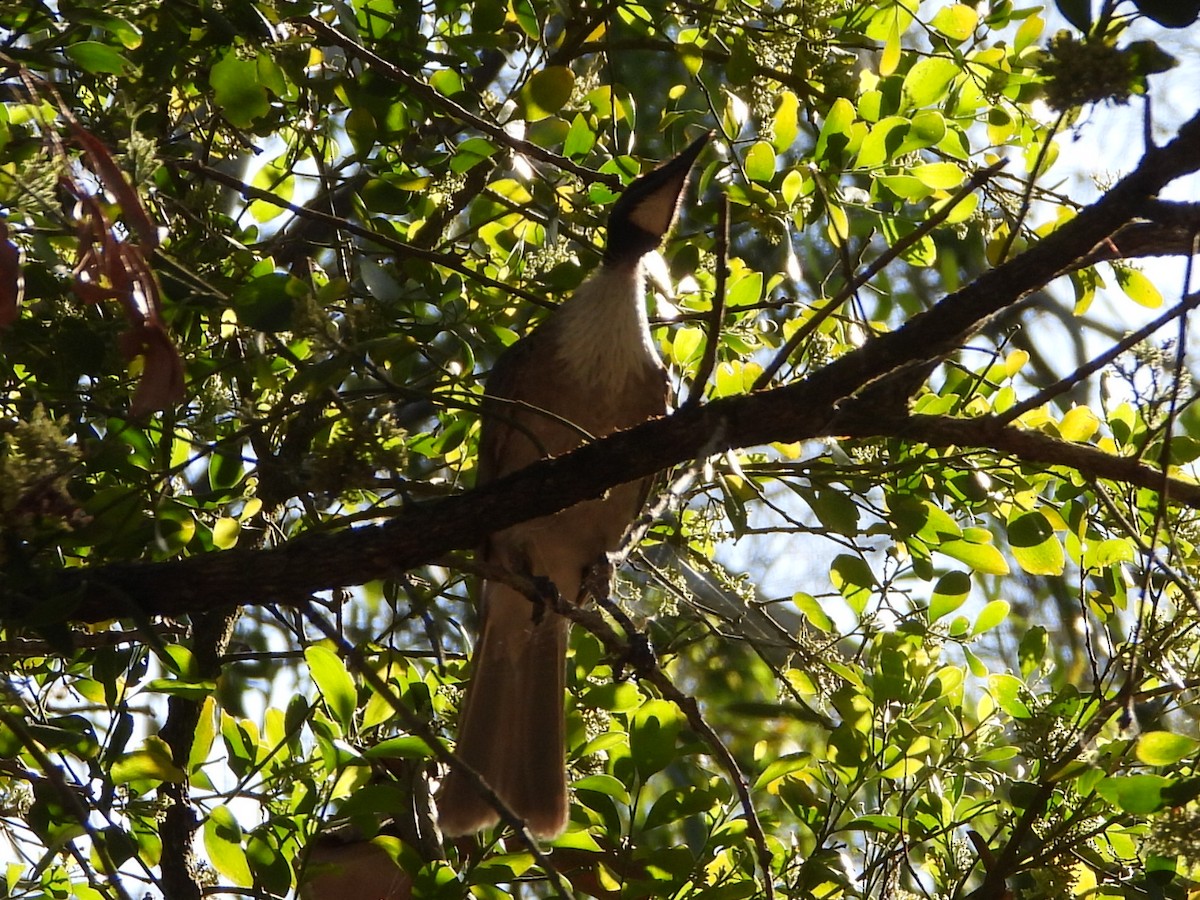 Noisy Friarbird - ML647876296