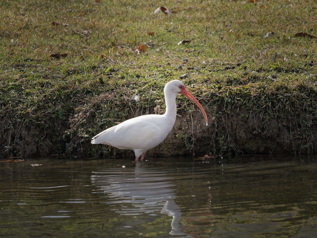White Ibis - ML647876298
