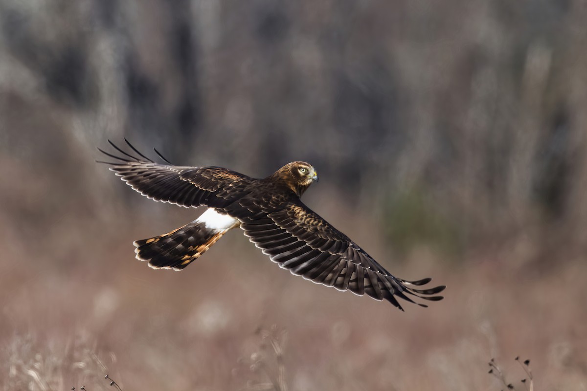 Northern Harrier - ML647876299