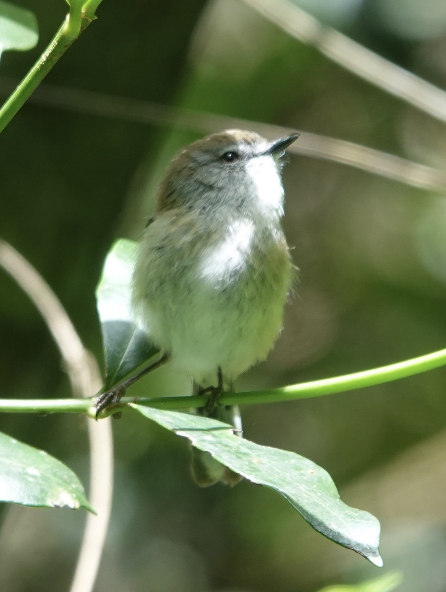 Brown Gerygone - ML647876301