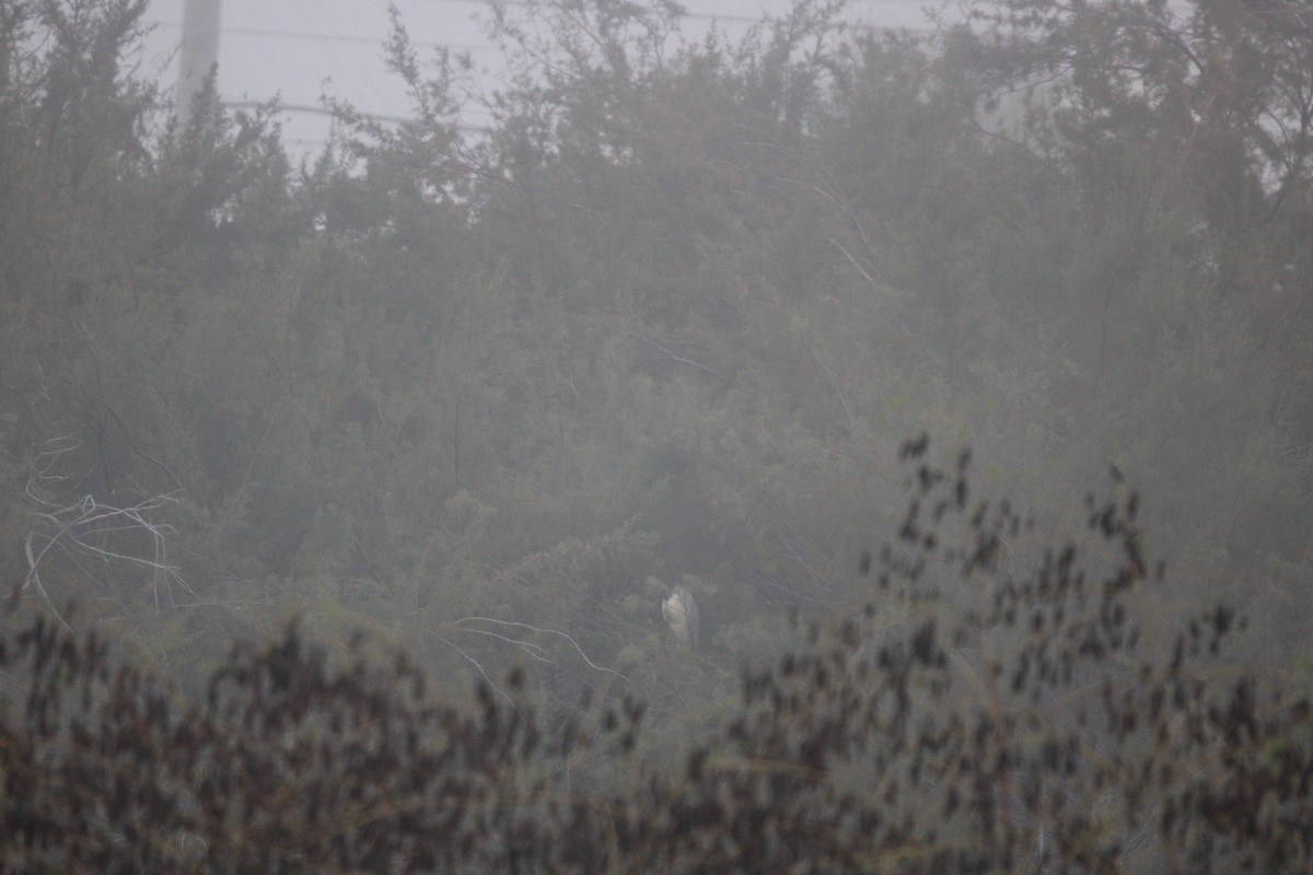 Yellow-crowned/Black-crowned Night Heron - ML647876302