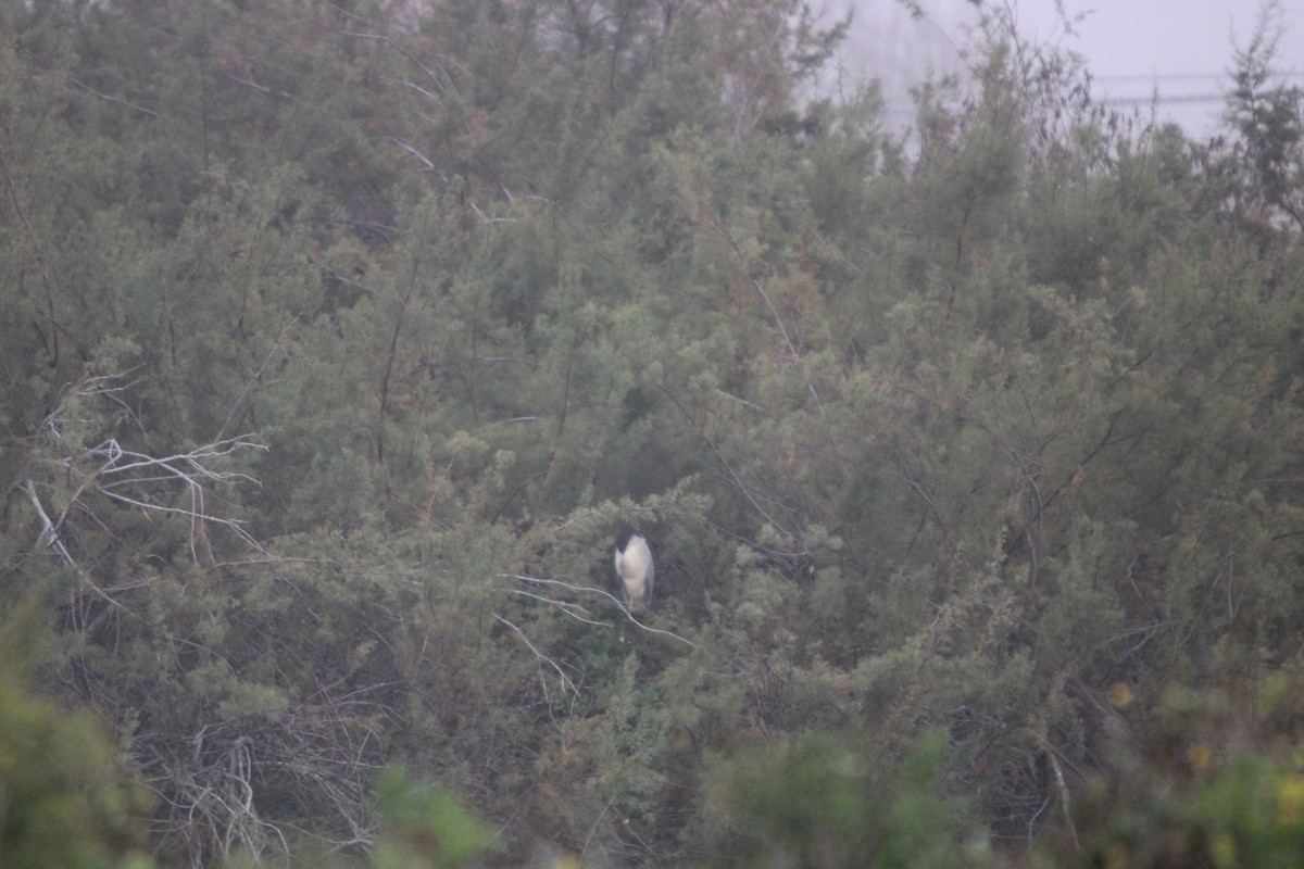 Yellow-crowned/Black-crowned Night Heron - ML647876303