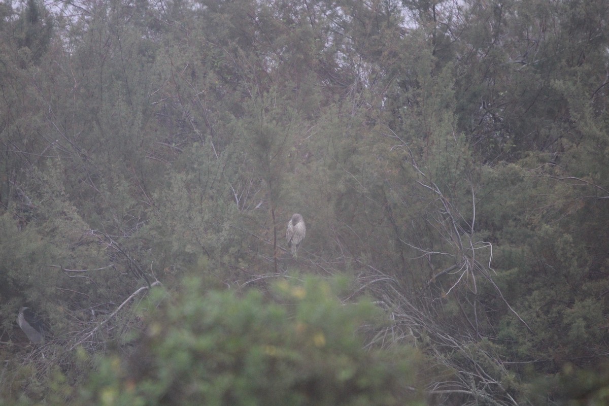 Yellow-crowned/Black-crowned Night Heron - ML647876304
