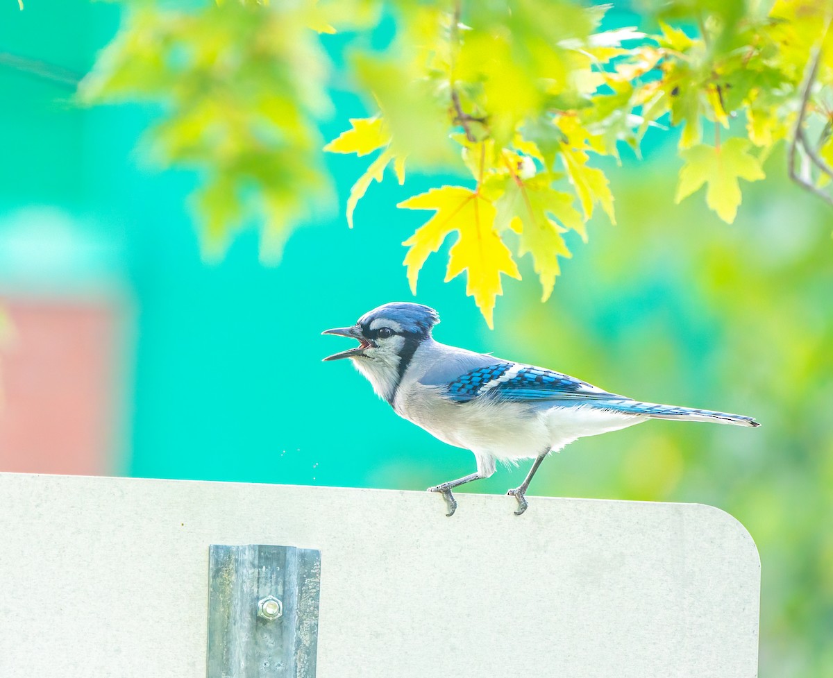 Blue Jay - ML647876316