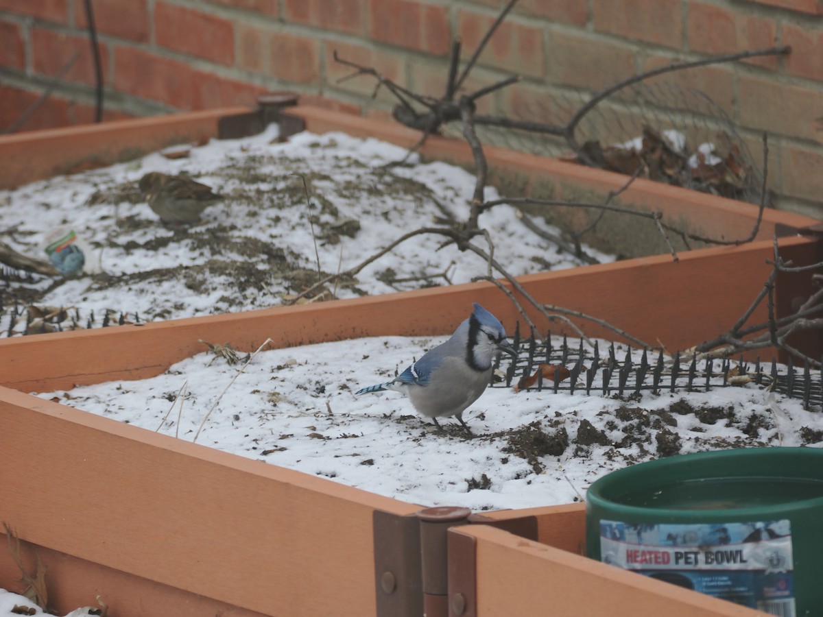 Blue Jay - ML647876317