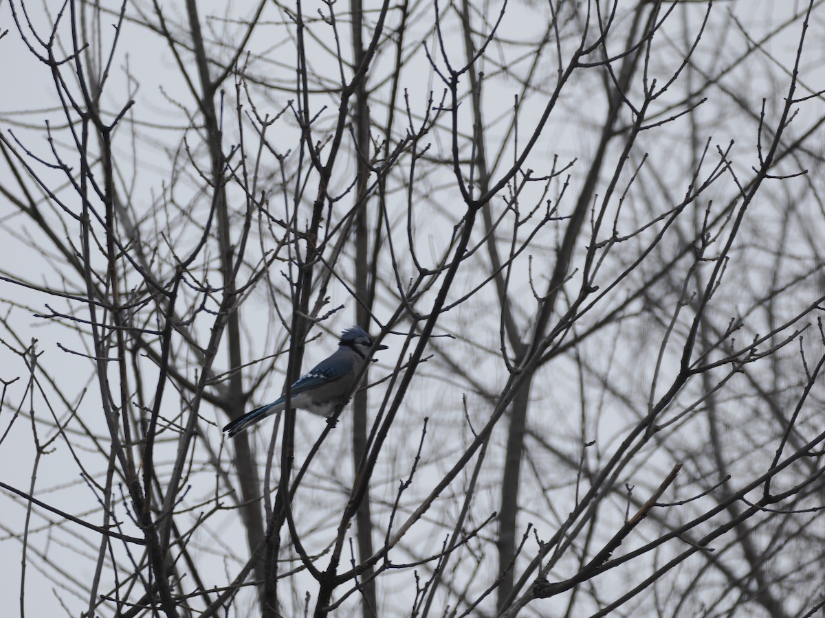 Blue Jay - ML647876318