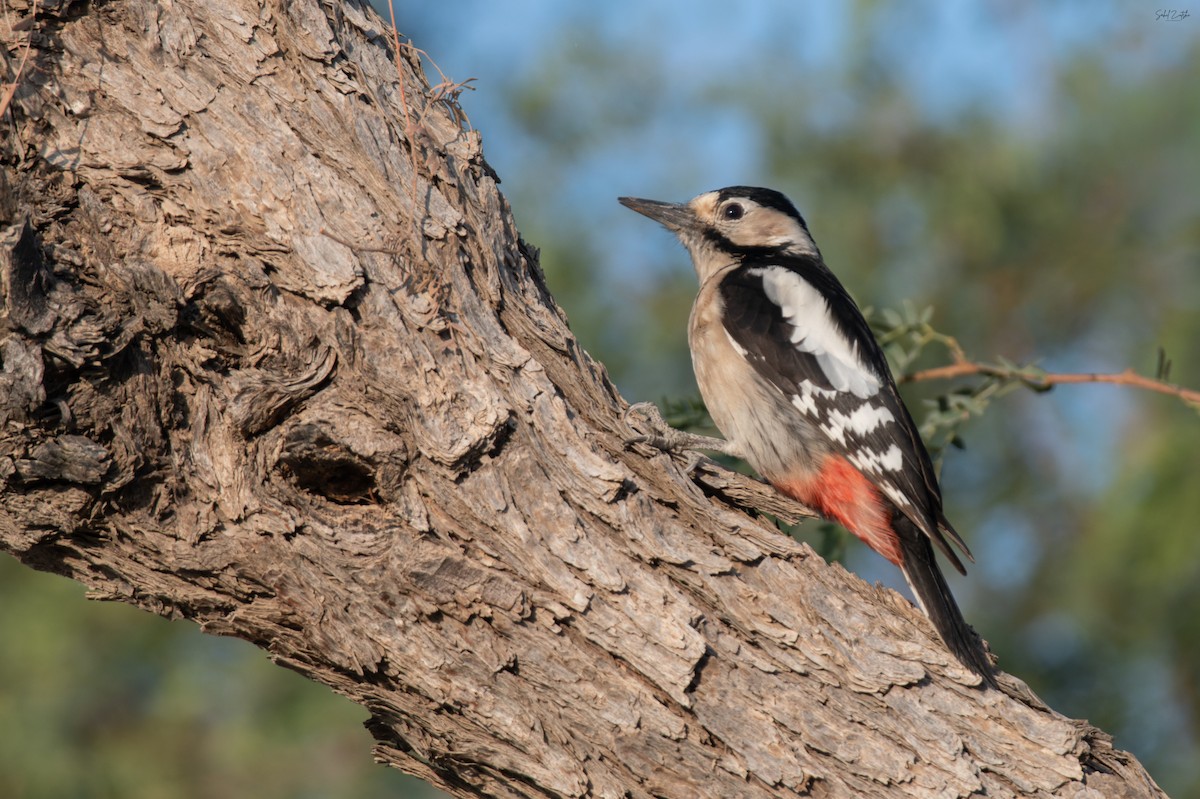 Sind Woodpecker - ML647876329