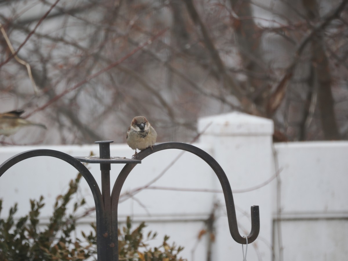 דרור הבית - ML647876333