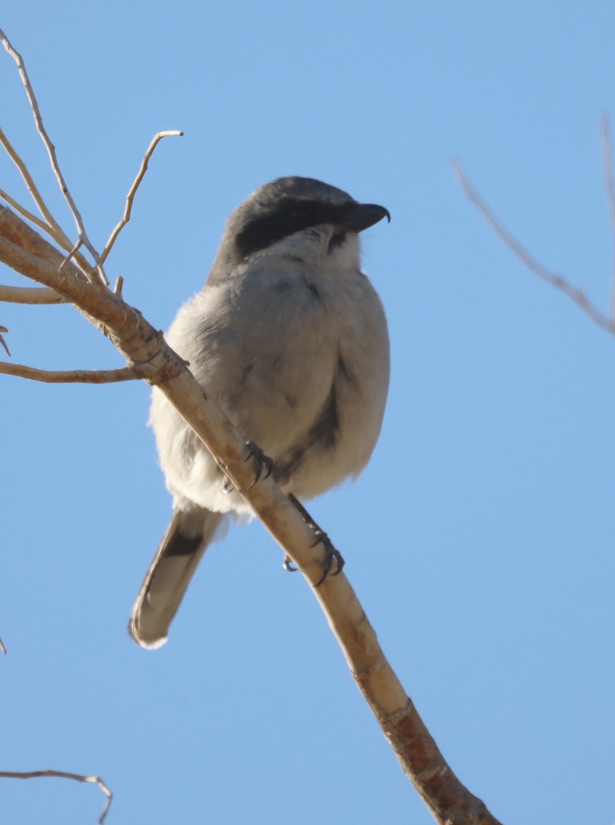 Alcaudón Americano - ML647876334