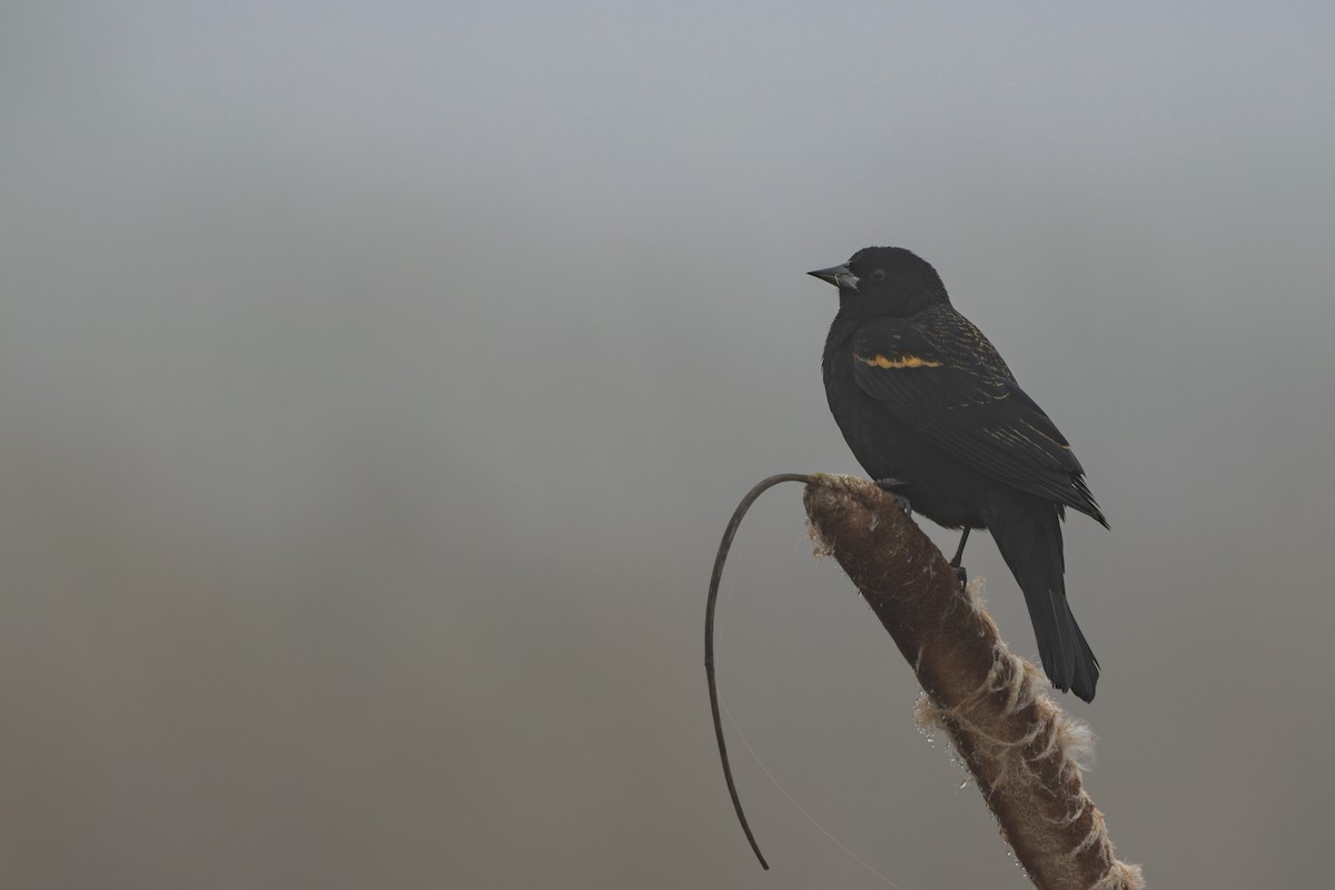 Red-winged Blackbird - ML647876335