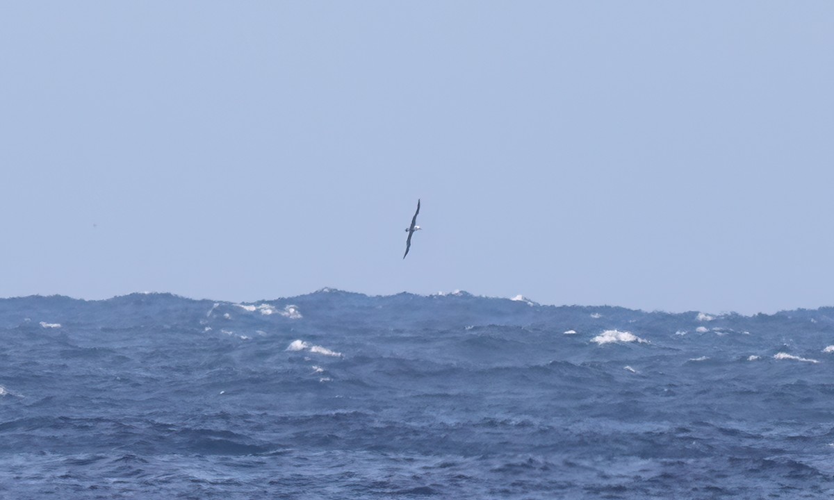 Black-browed Albatross - ML647876338