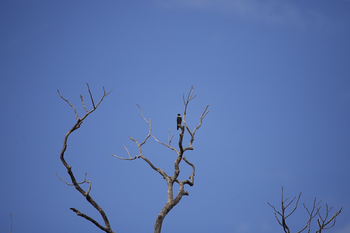 Bat Falcon - ML647876342