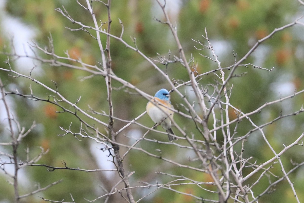Lazuli Bunting - ML647876343