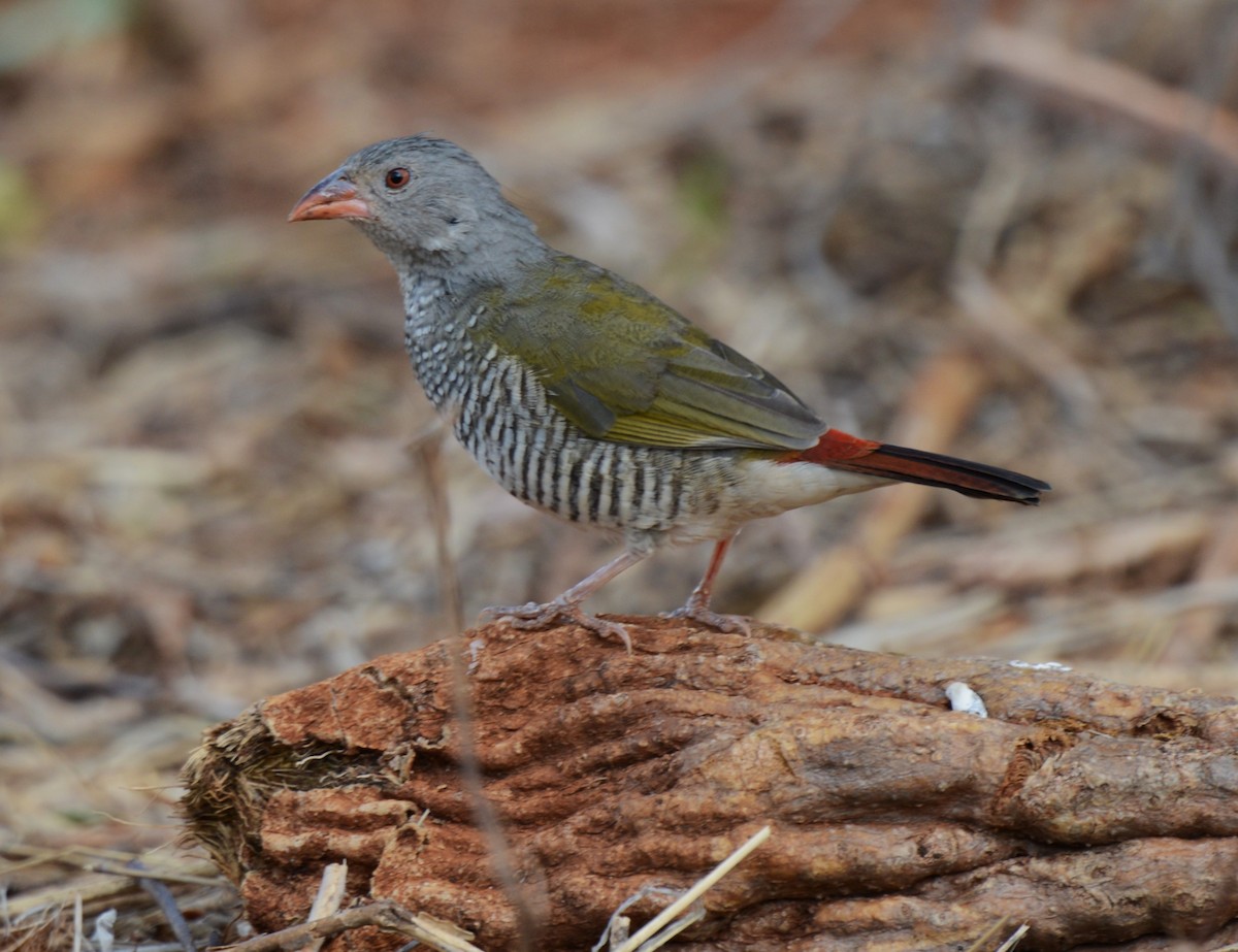 Green-winged Pytilia - ML647876344