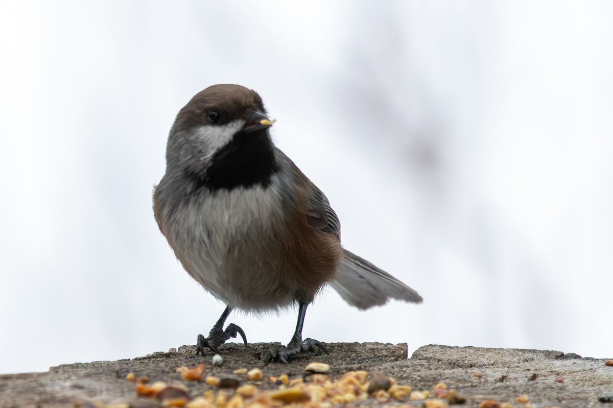 Boreal Chickadee - ML647876345