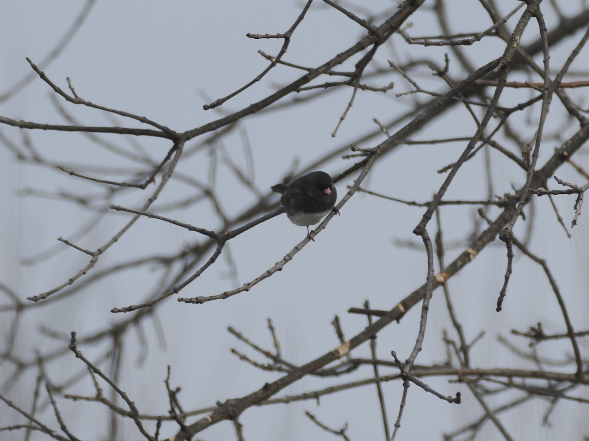 Dark-eyed Junco - ML647876346