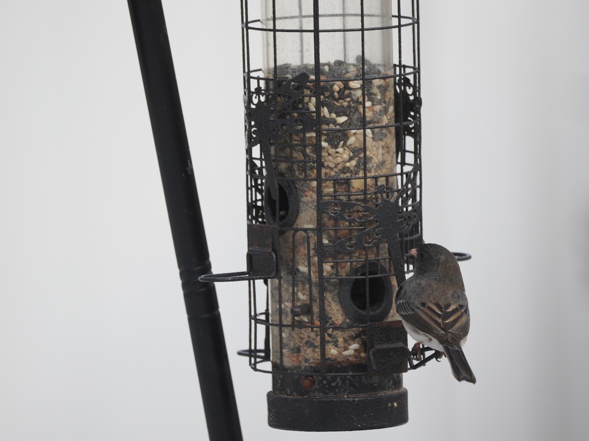 Dark-eyed Junco - ML647876347