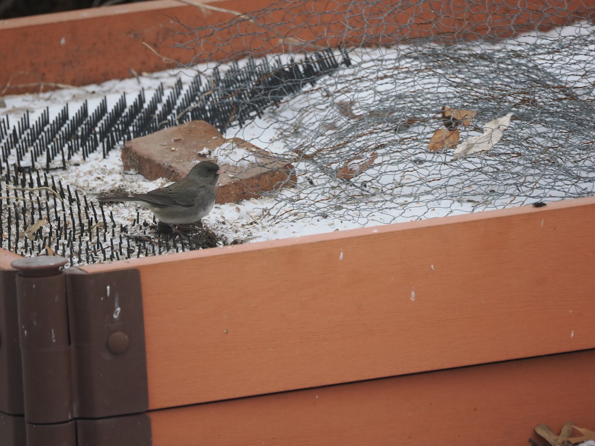 Dark-eyed Junco - ML647876348