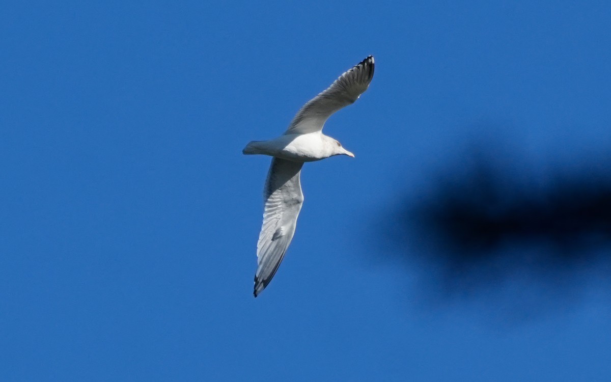 American Herring Gull - ML647876349