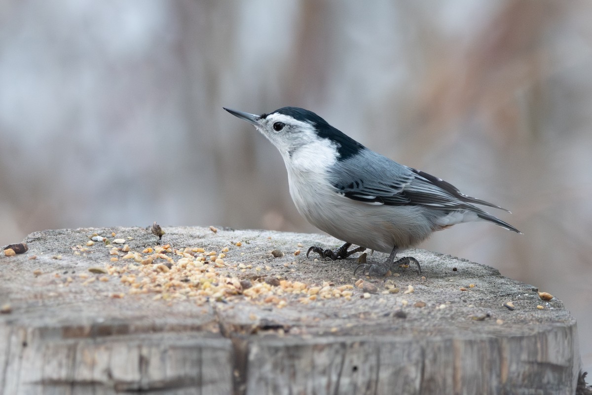 White-breasted Nuthatch - ML647876350