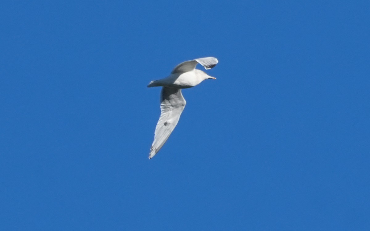 American Herring Gull - ML647876351