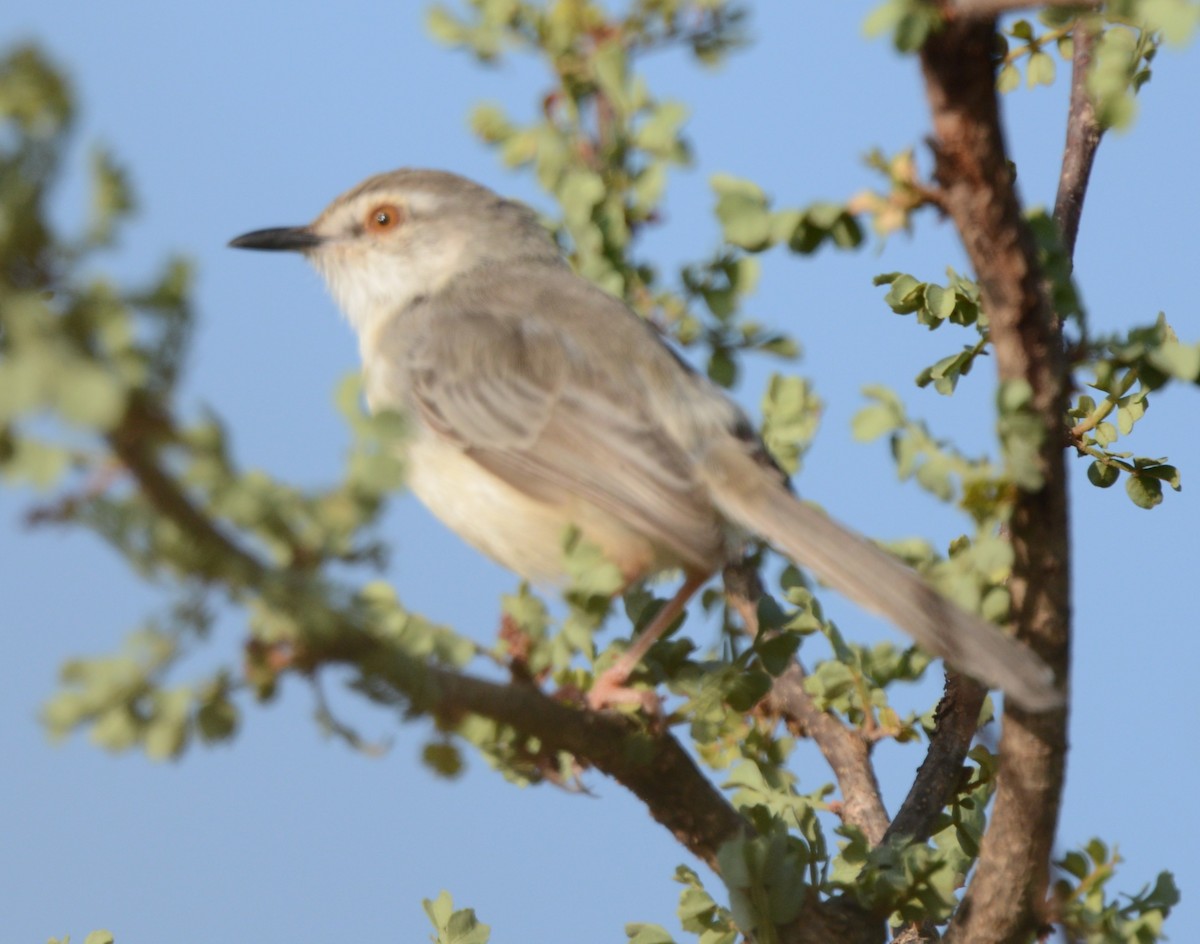 Pale Prinia - ML647876353