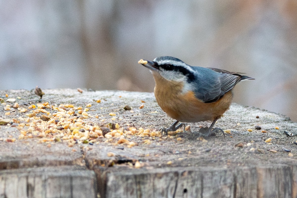 Red-breasted Nuthatch - ML647876355