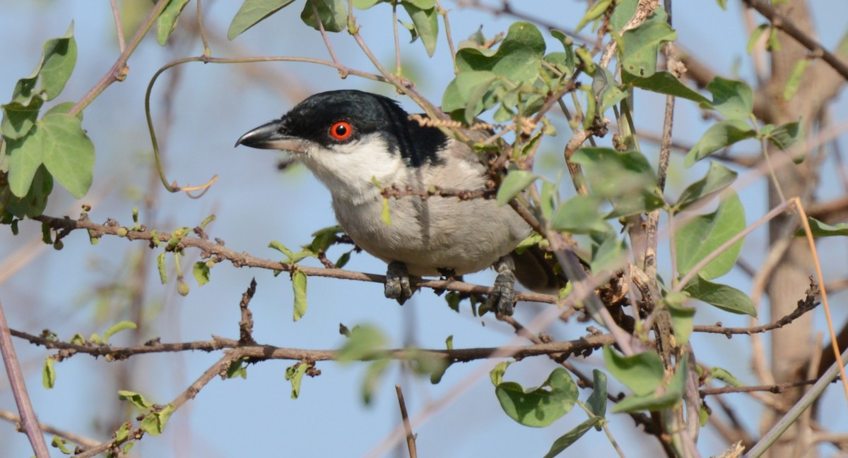 Pringle's Puffback - ML647876356