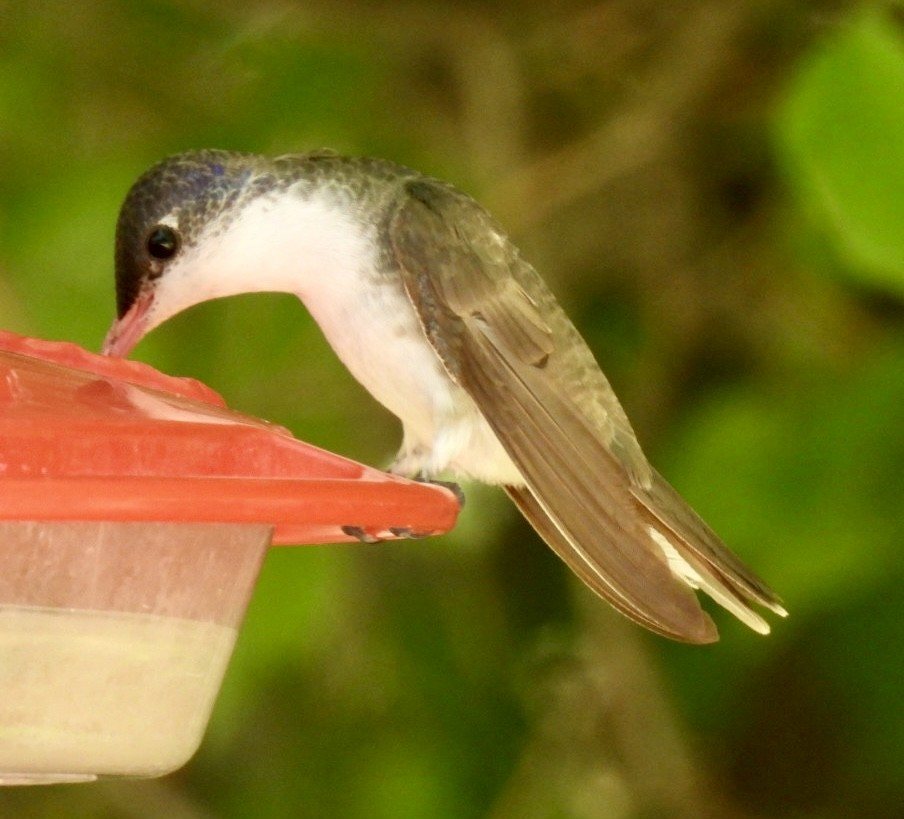 Violet-crowned Hummingbird - ML647876357