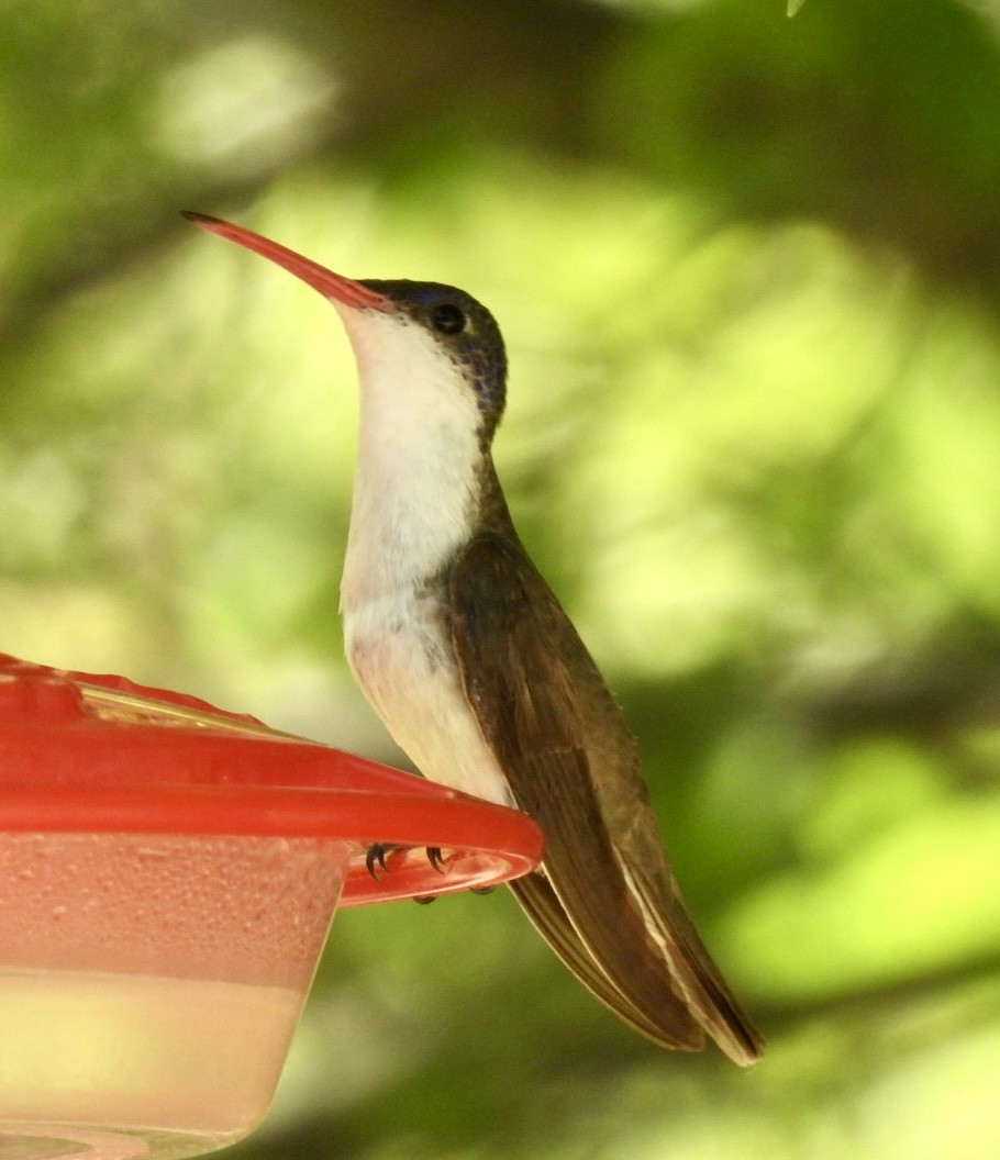 Violet-crowned Hummingbird - ML647876358