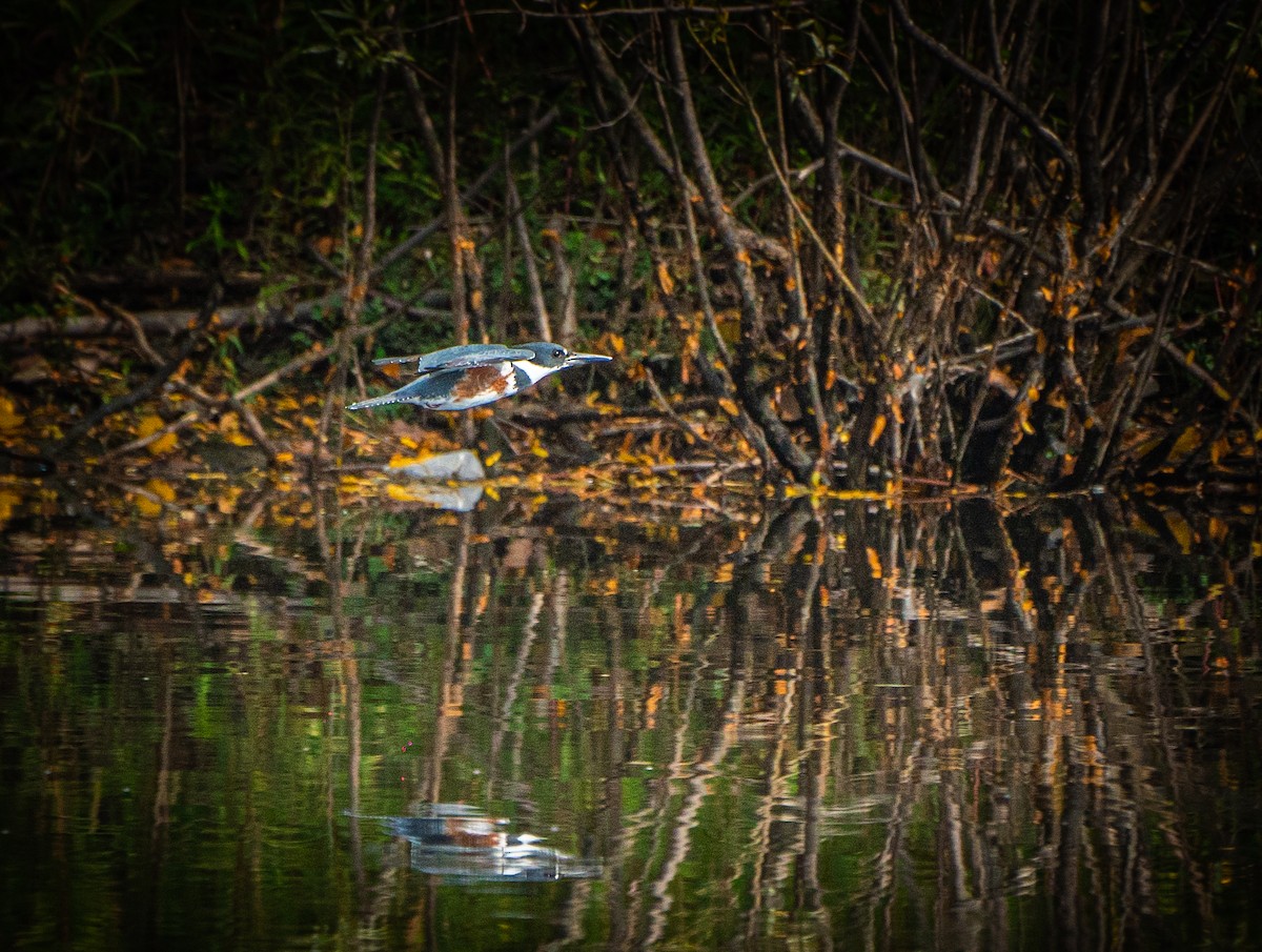Belted Kingfisher - ML647876359
