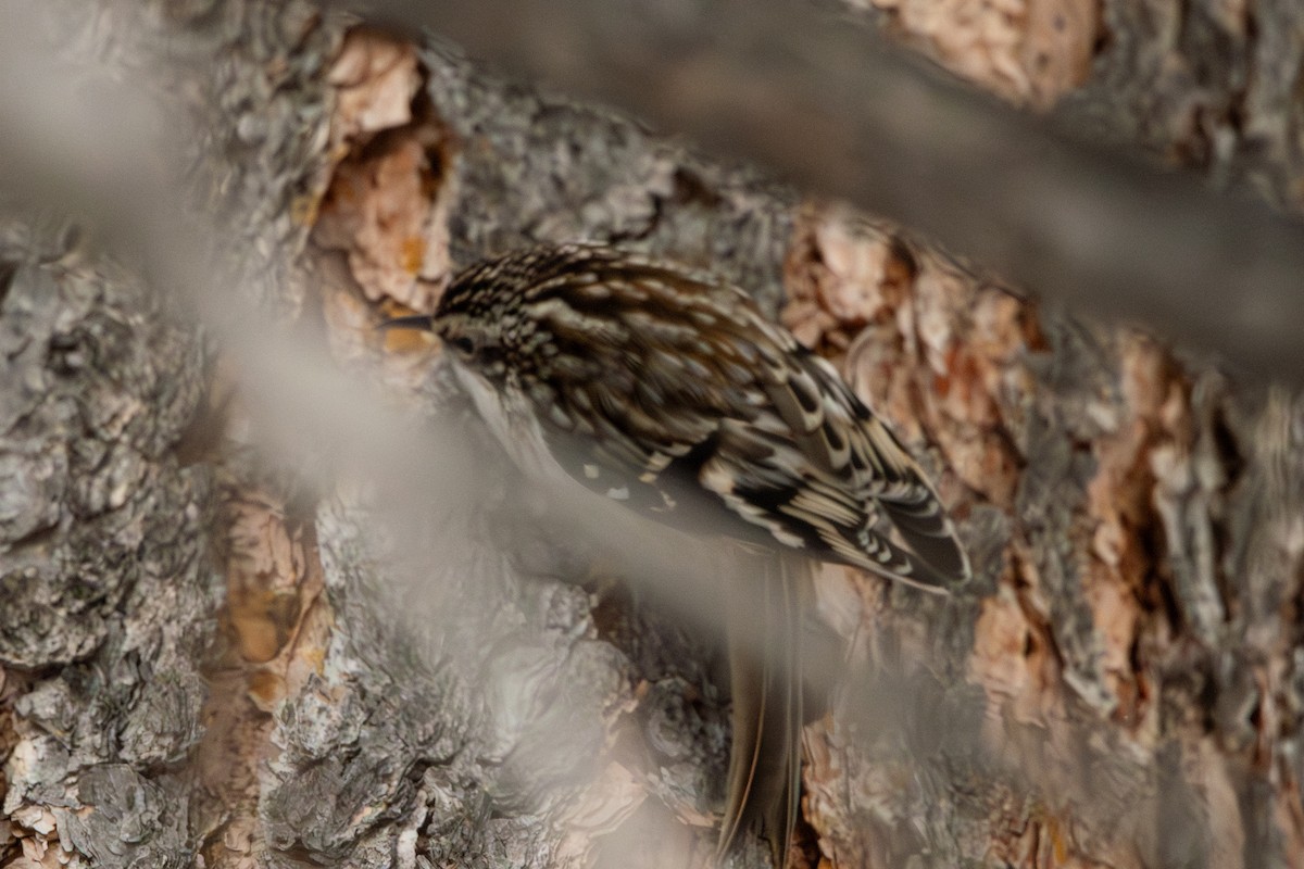 Brown Creeper - ML647876360