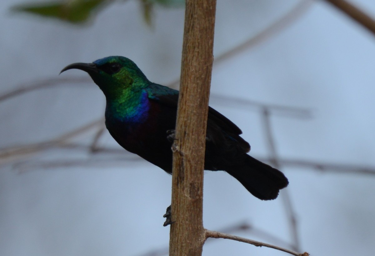 Tsavo Sunbird - ML647876365