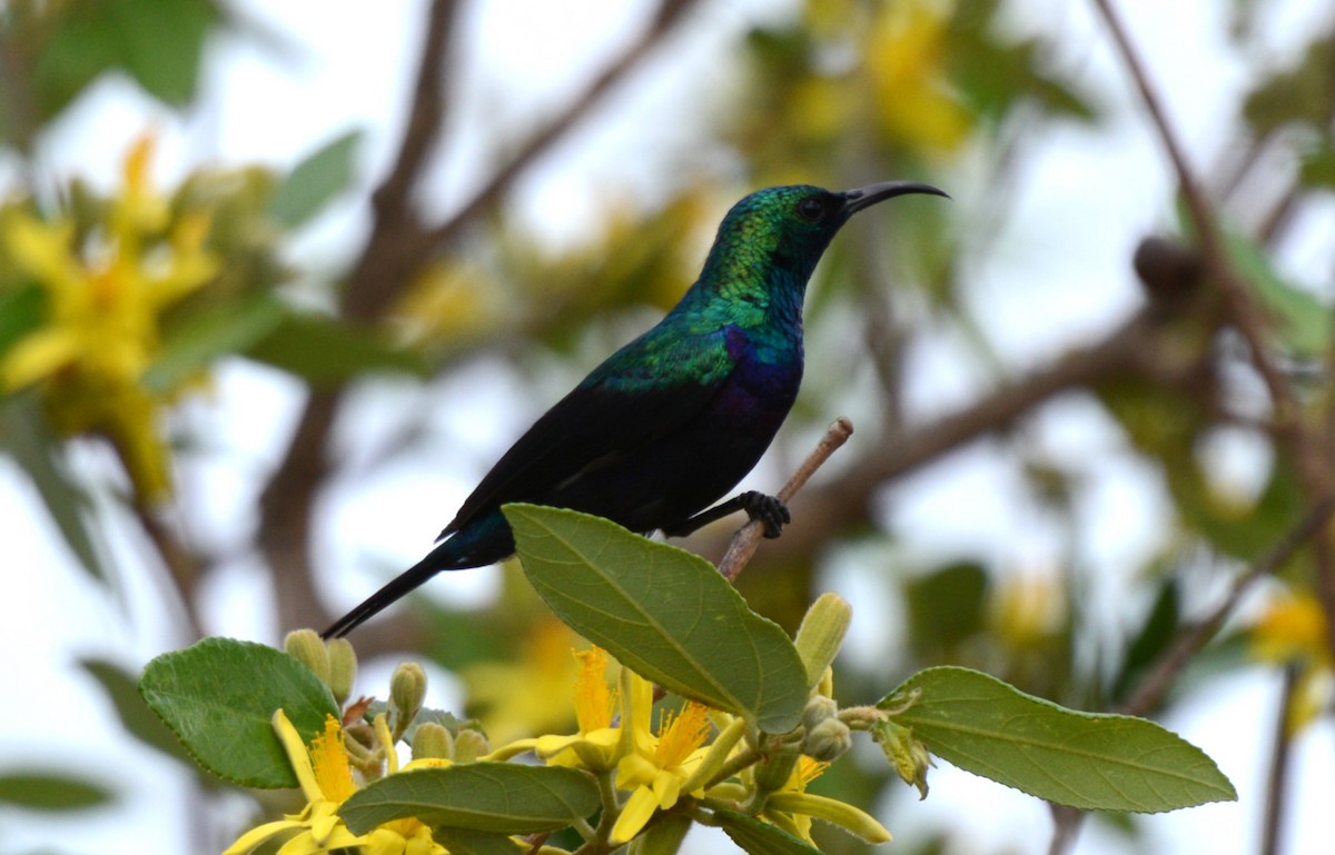 Tsavo Sunbird - ML647876366