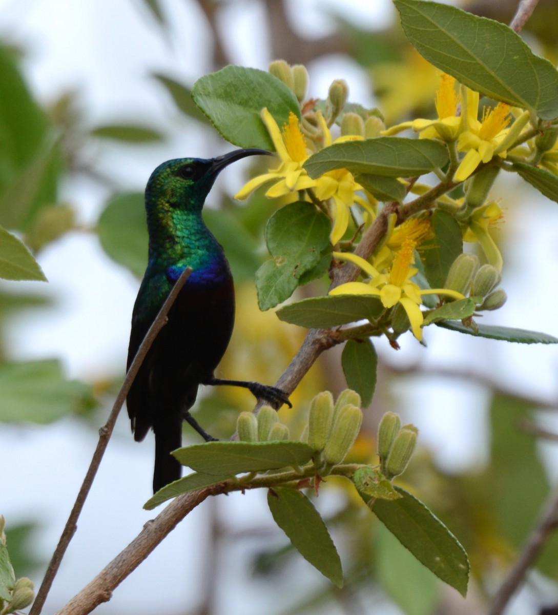 Tsavo Sunbird - ML647876367