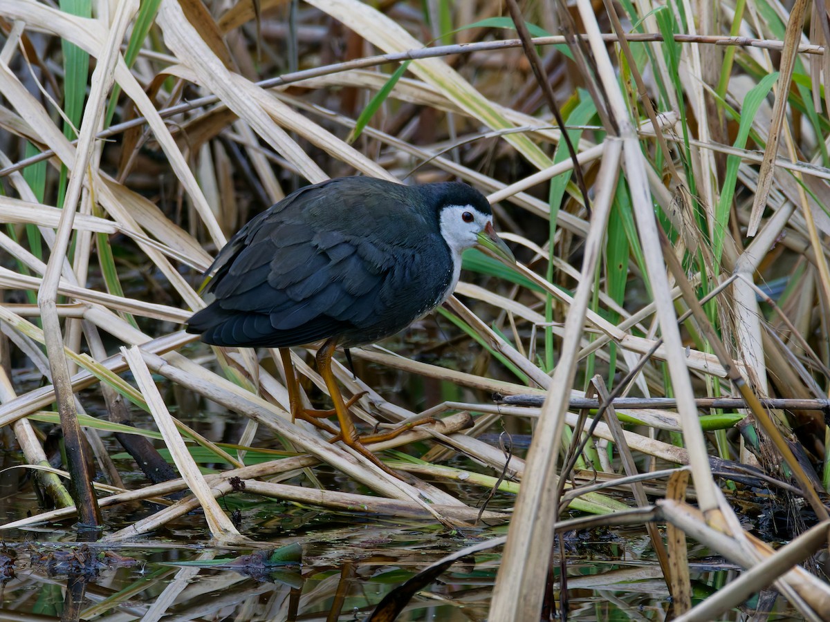 白腹秧雞 - ML647876368