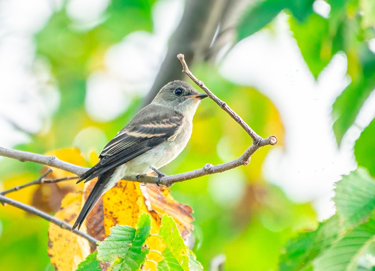 Eastern Wood-Pewee - ML647876369
