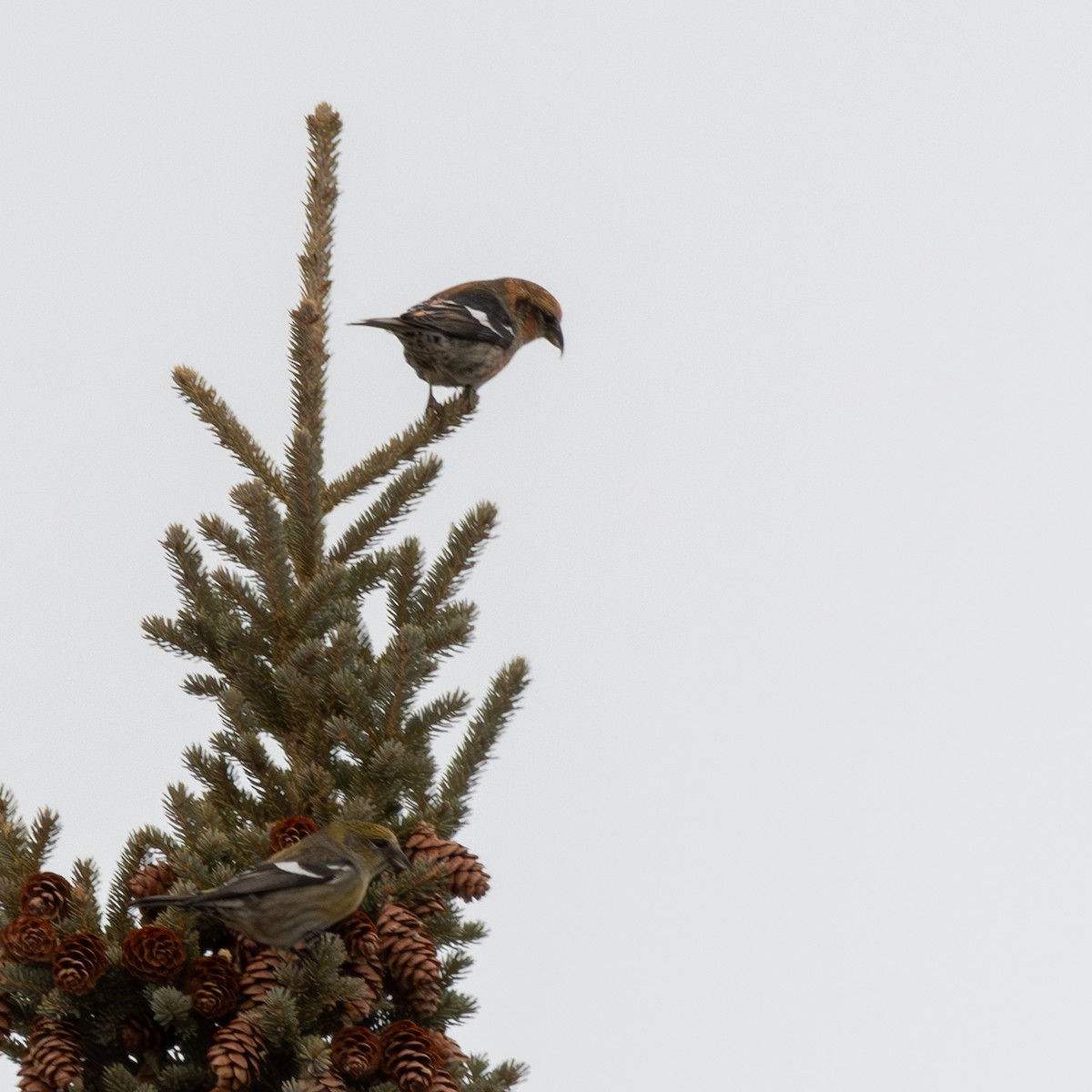 White-winged Crossbill - ML647876372