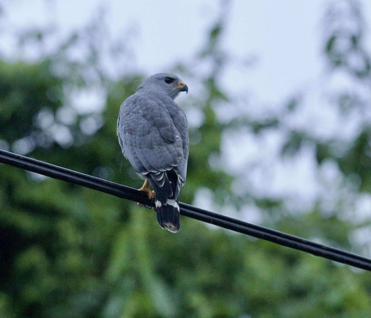 Gray Hawk - ML647876407