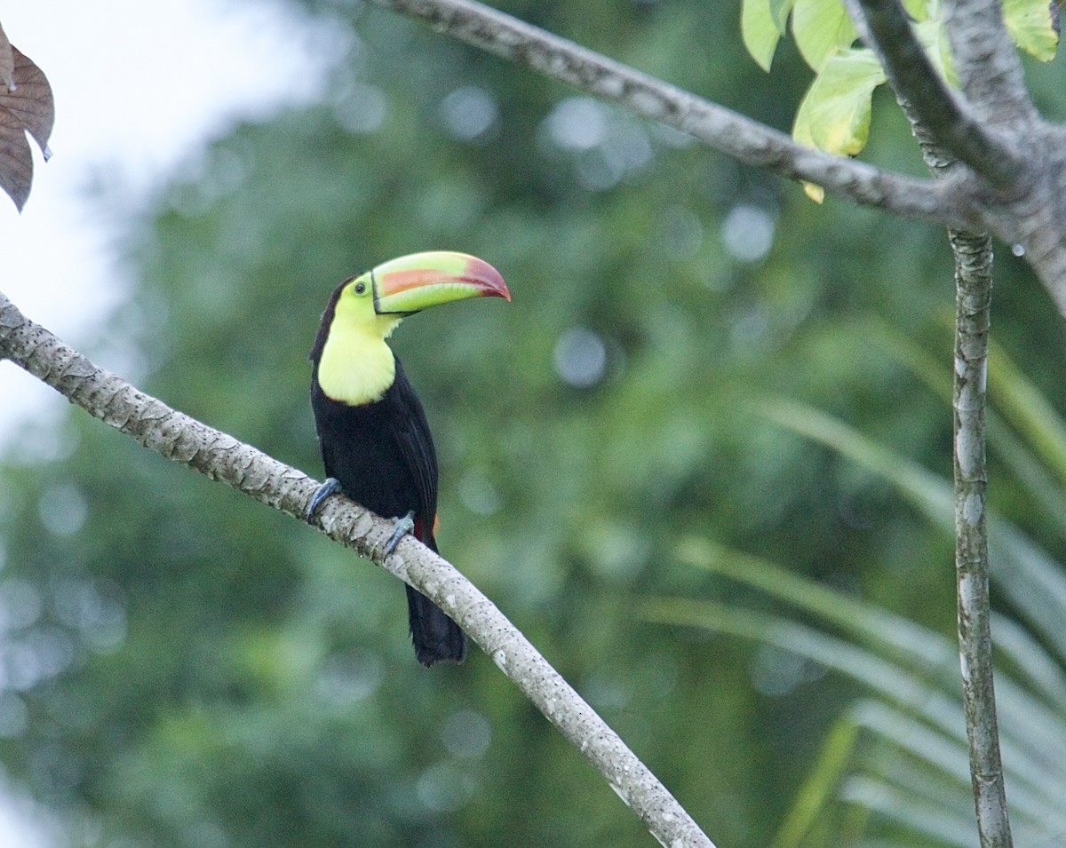 Keel-billed Toucan - ML647876409