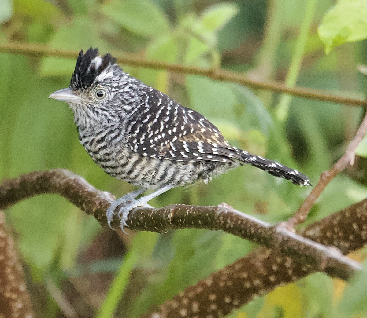 Barred Antshrike - ML647876419