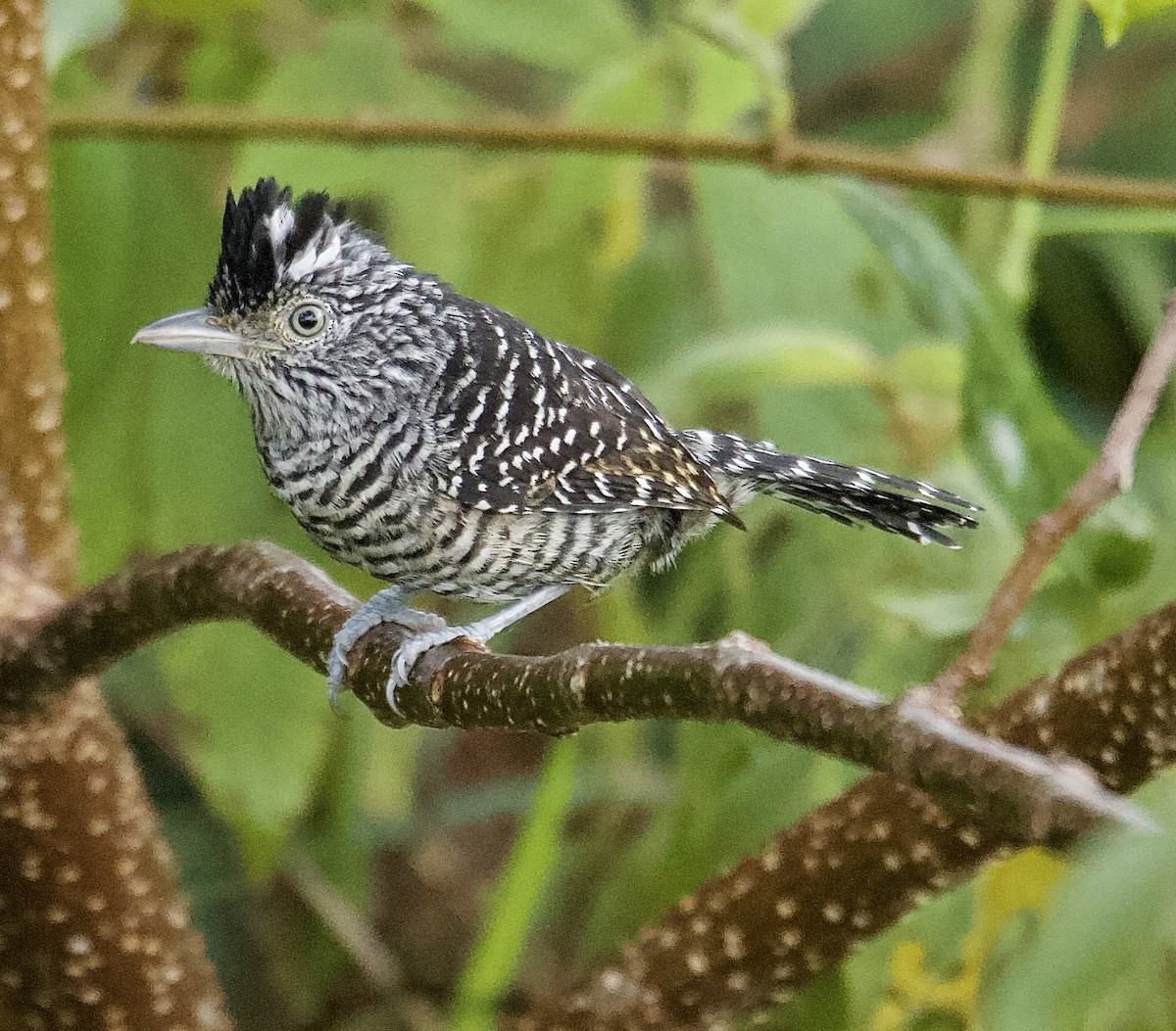 Barred Antshrike - ML647876420
