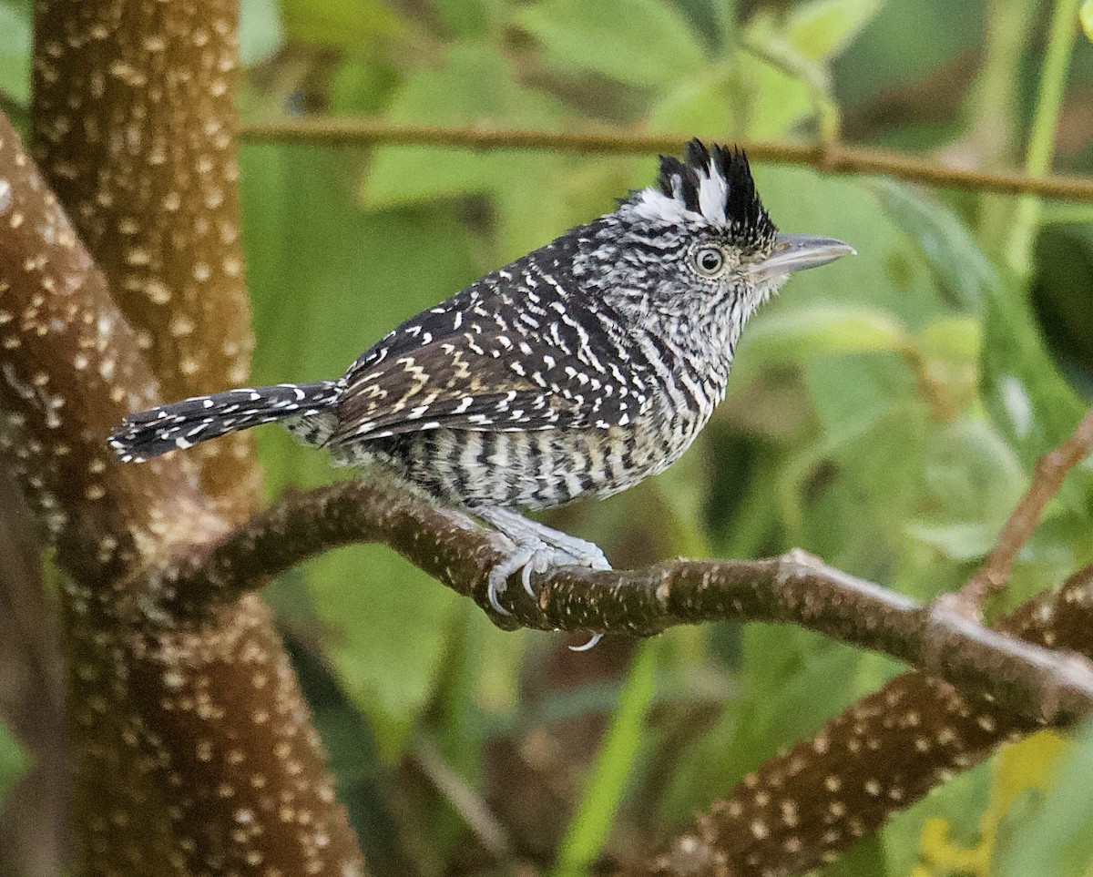 Barred Antshrike - ML647876421